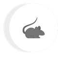 a mouse with a long tail is sitting in a circle .