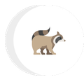 a raccoon is standing in a circle on a white background .