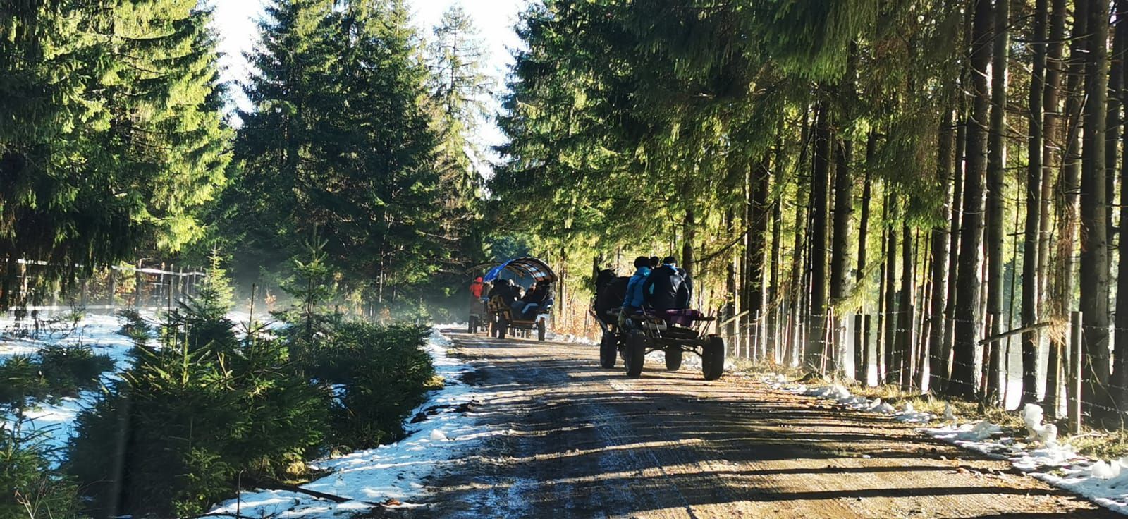 time travel, horse pulled ride sleigh cart Corund Harghita farm to table 