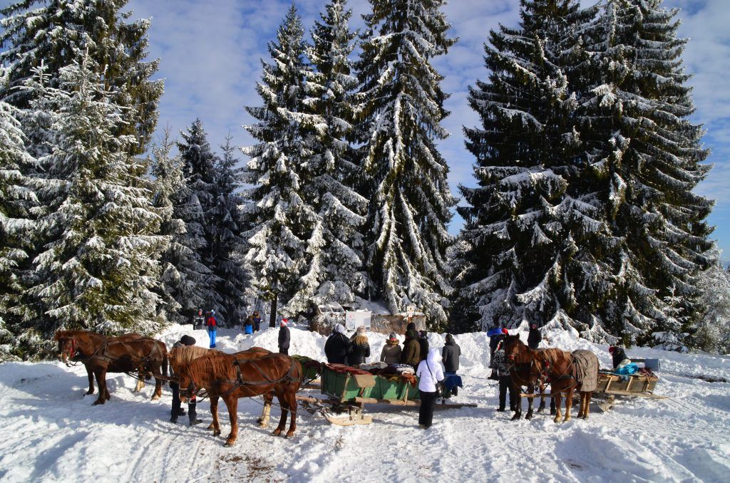 tur cu sania caruta munte Revelion Corund Harghita
