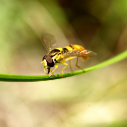 a close up of a Yellow Fly