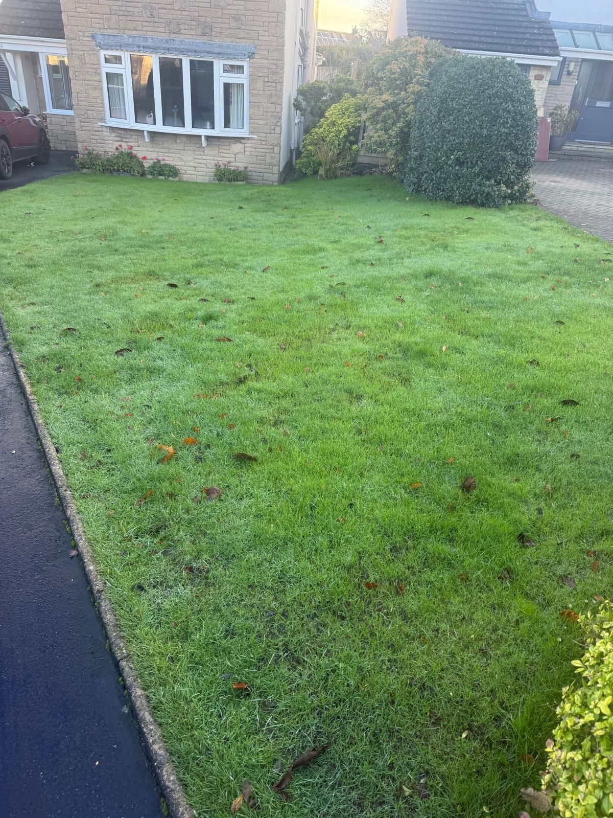 Green lawn in front of a house, bordered by pavement and bushes. Some leaves scattered.