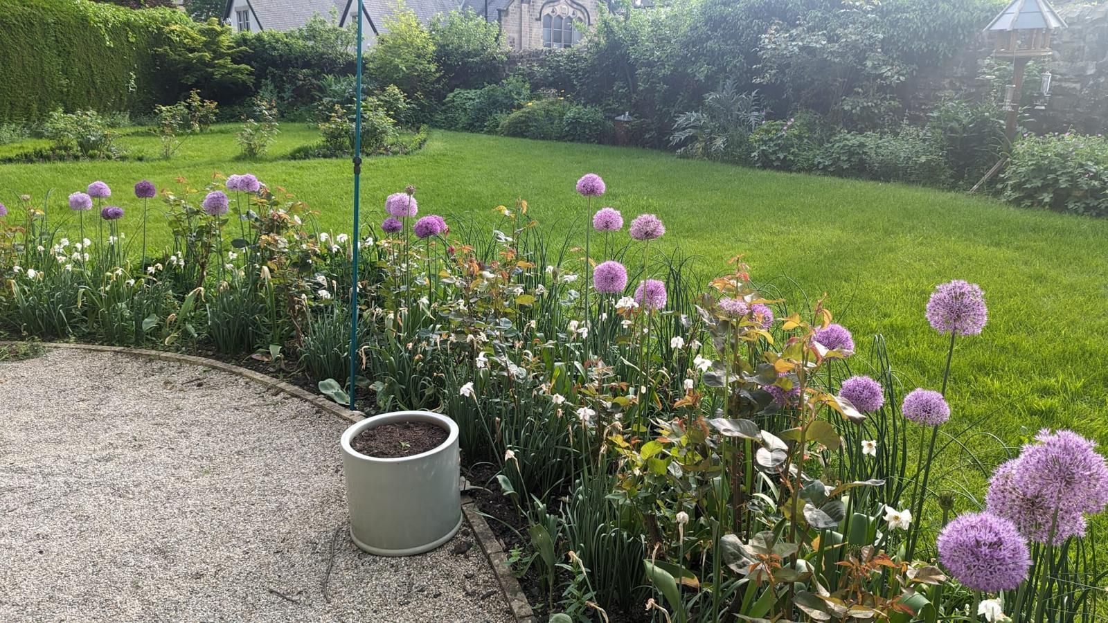 Garden bed with purple allium flowers, green grass, and a gray pot.