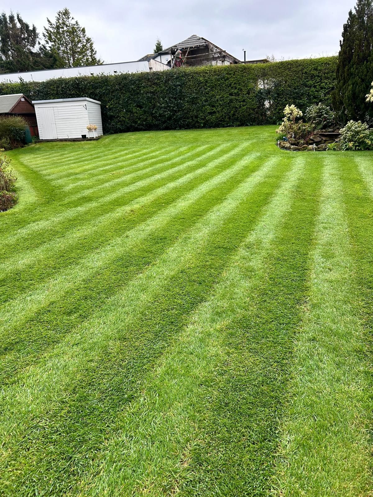 Lawn with striped pattern, neatly mowed green grass, cloudy sky, small shed, and shrubbery in the background.