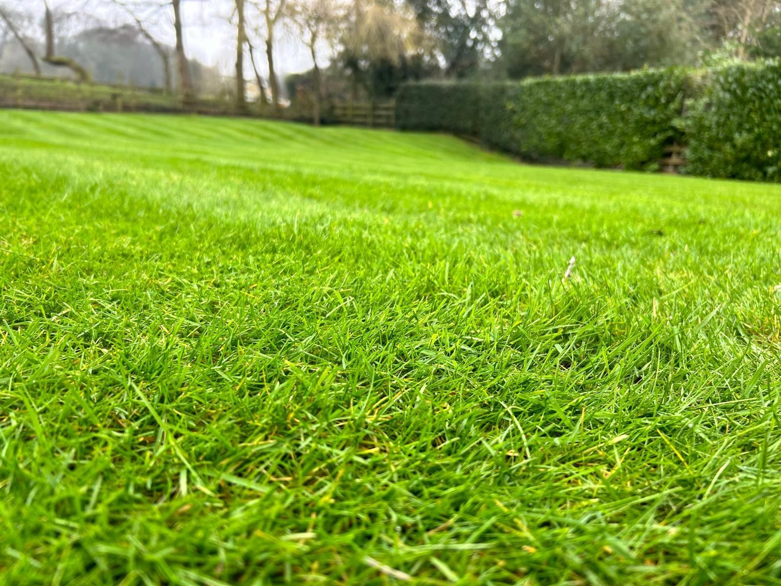 Close-up of vibrant green lawn, freshly mowed with stripes, in a garden setting.