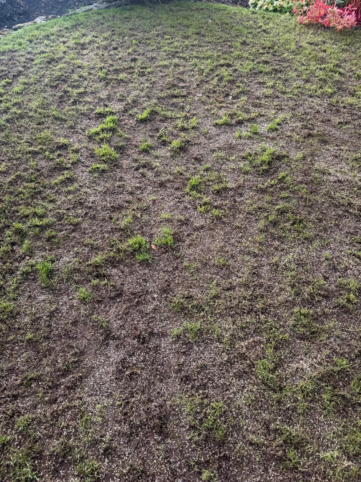 Patchy lawn with sparse green grass.