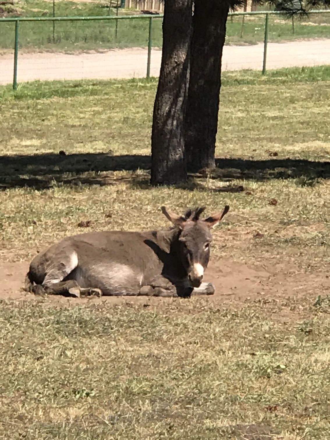 Reach Our Vet Team El Paso, TX America’s Animal Clinic