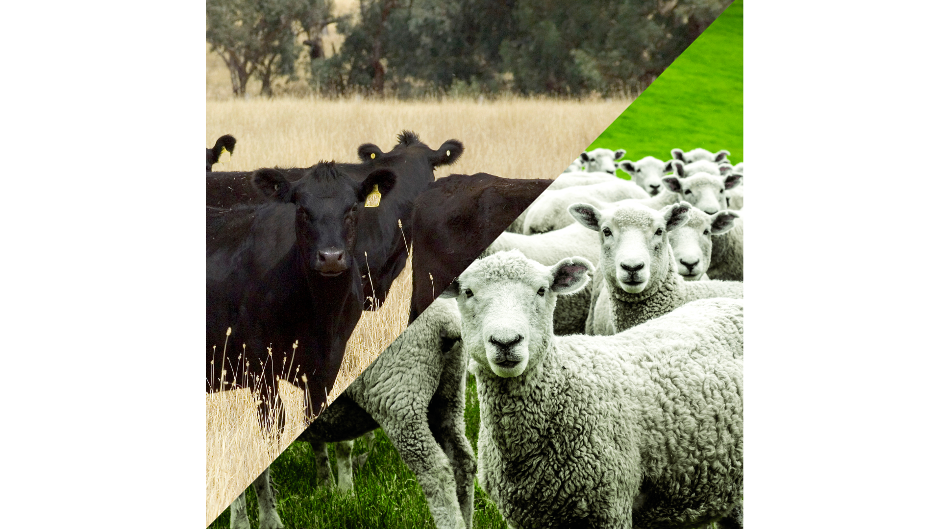 About Woods Stockfeeds - Woods Group