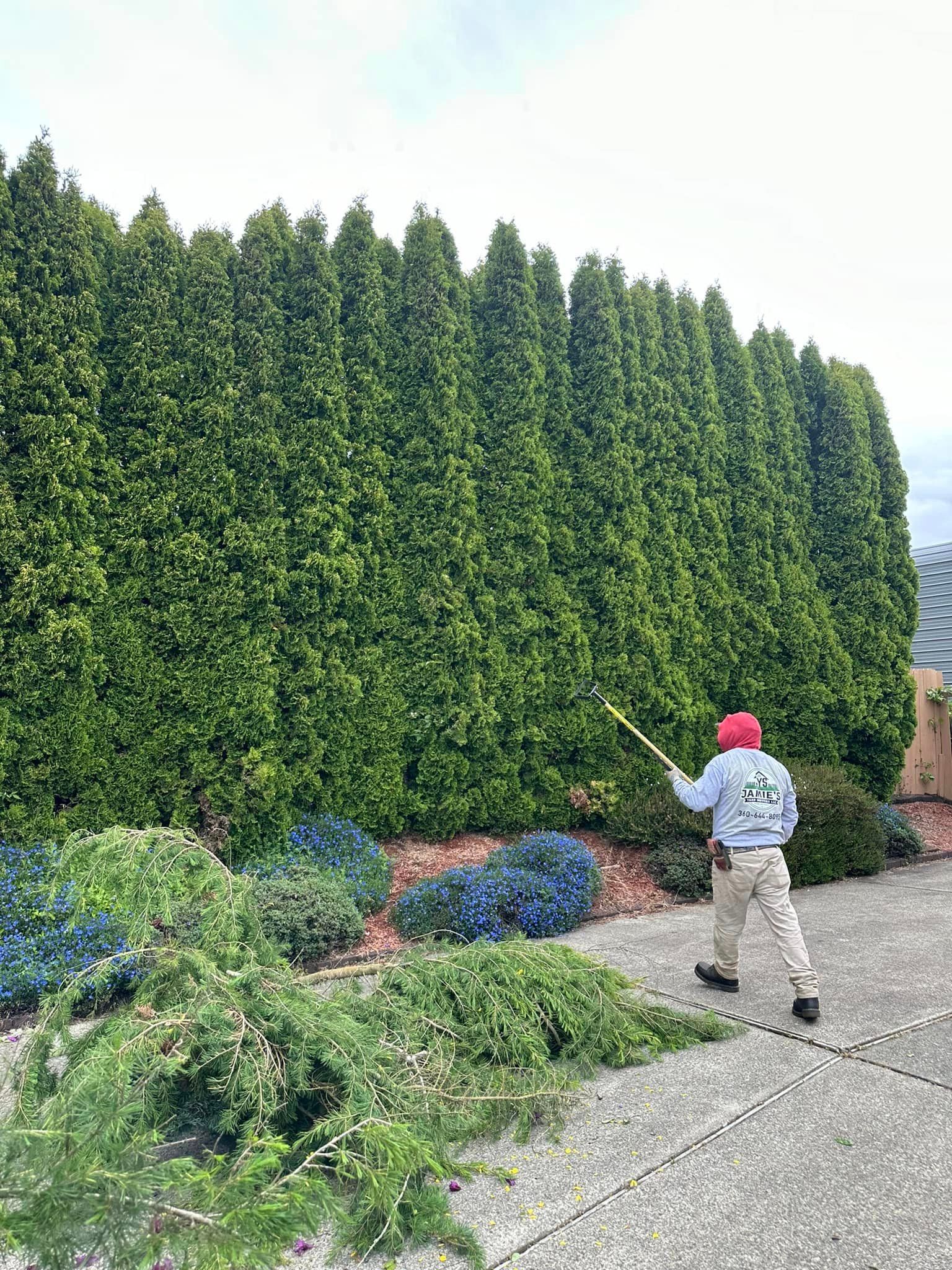 Person in a red hat walking past a tall green hedge in a landscaped garden