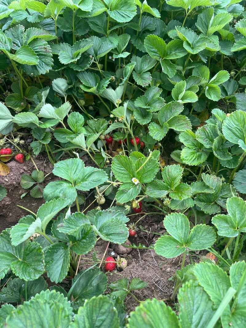 Strawberry plants with green leaves and red ripe berries growing in a garden bed