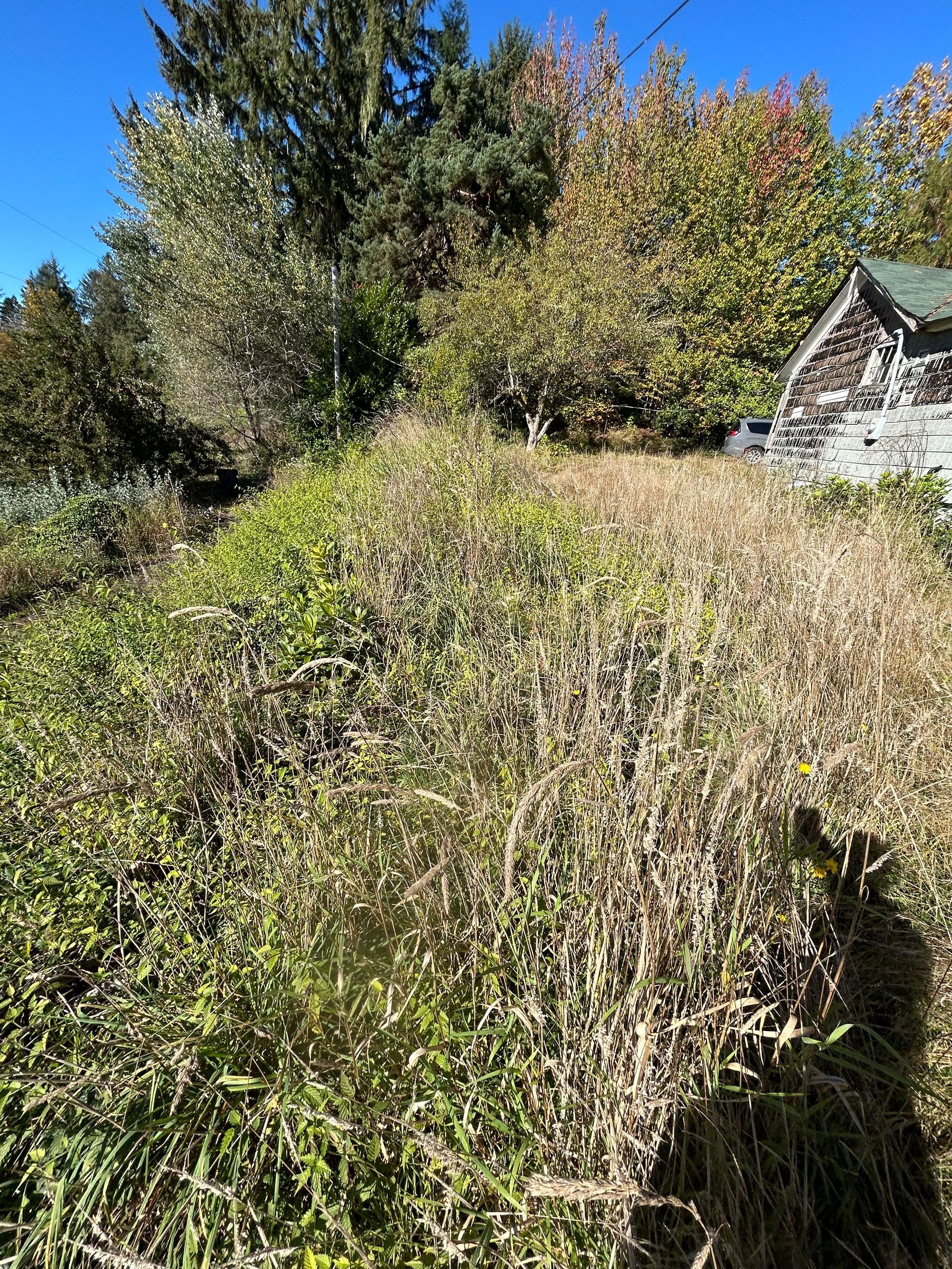 Overgrown shrubs and trees on a sunny hillside near a house roofline