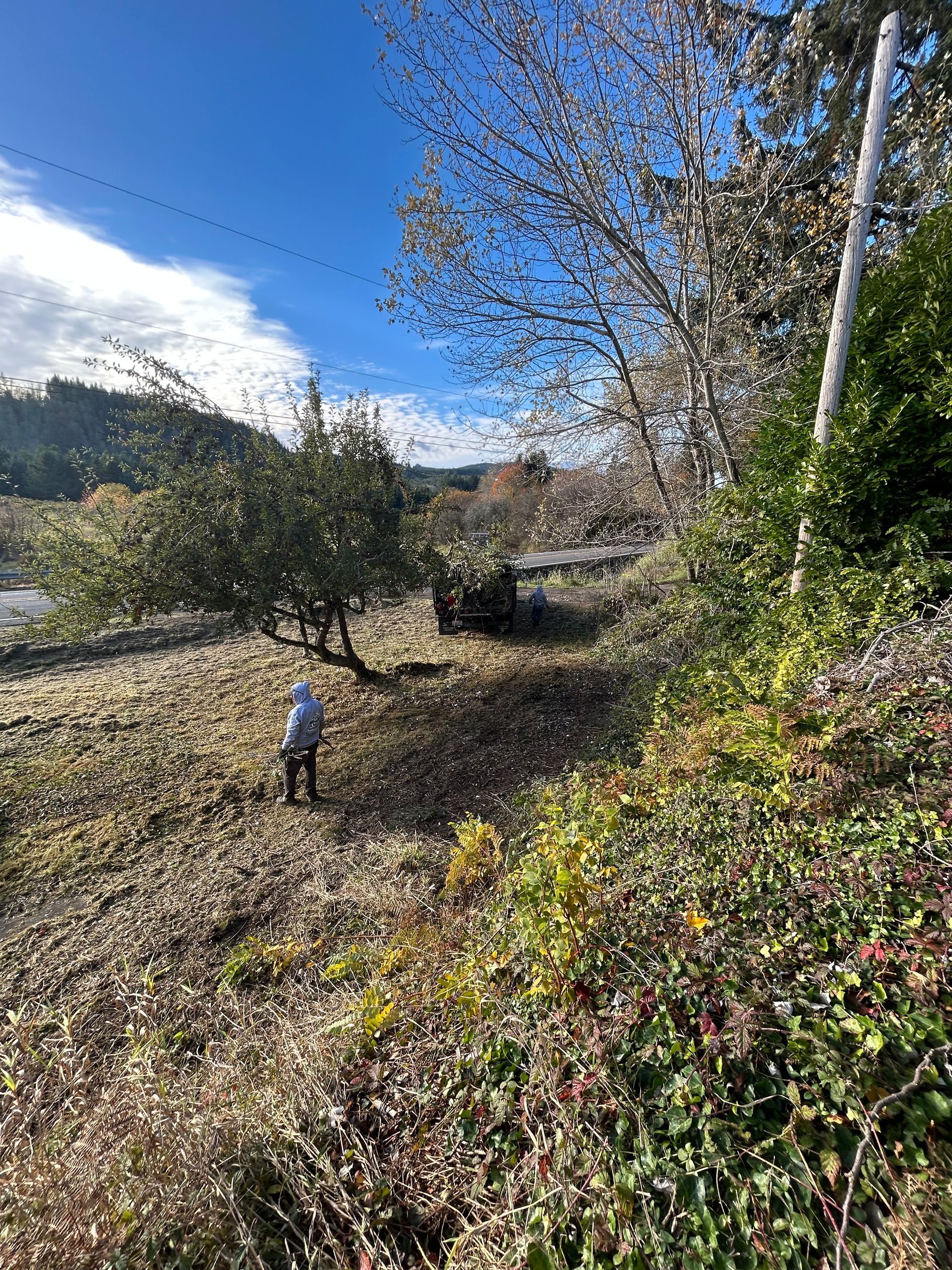 Person walking on a leafy hillside under a blue sky, with trees, shrubs, and a utility pole nearby