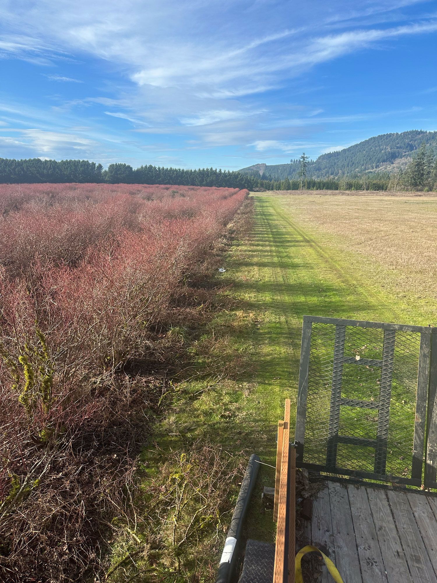 Field of pink shrubs beside a grassy path under a blue sky, viewed from a small wooden deck