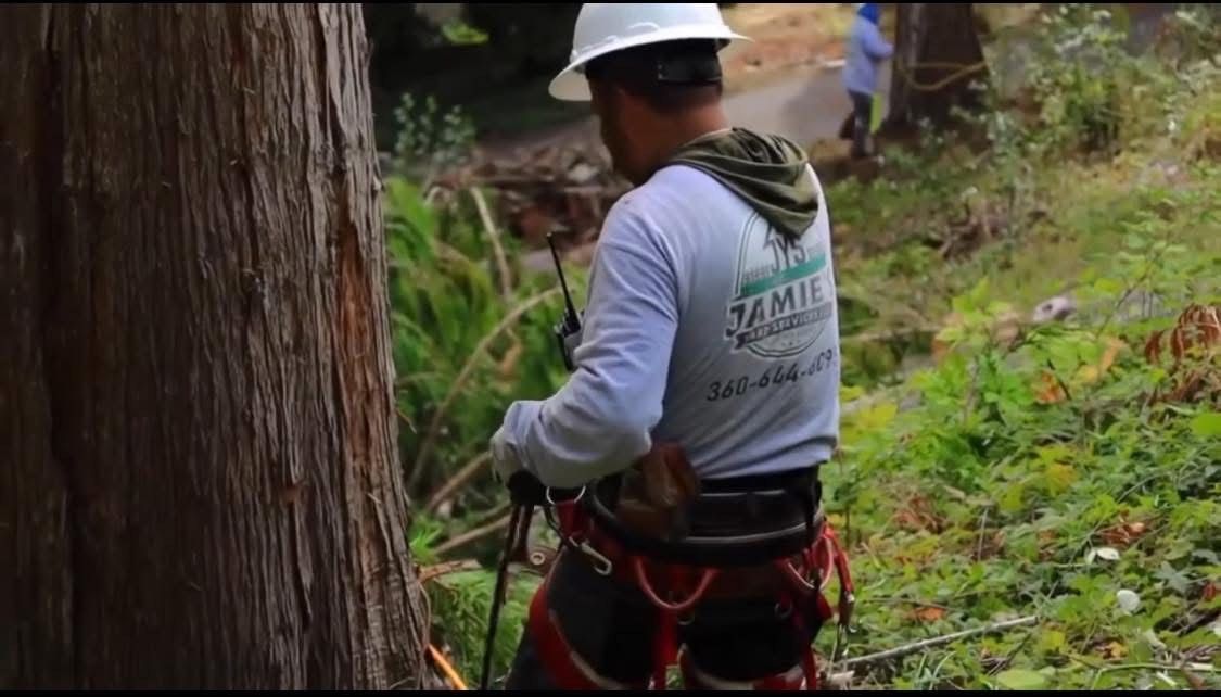 Person in a white hard hat and harness works on a steep, wooded hillside with ropes.