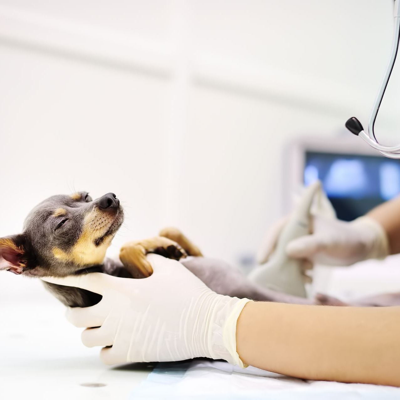Hund Ultraschall