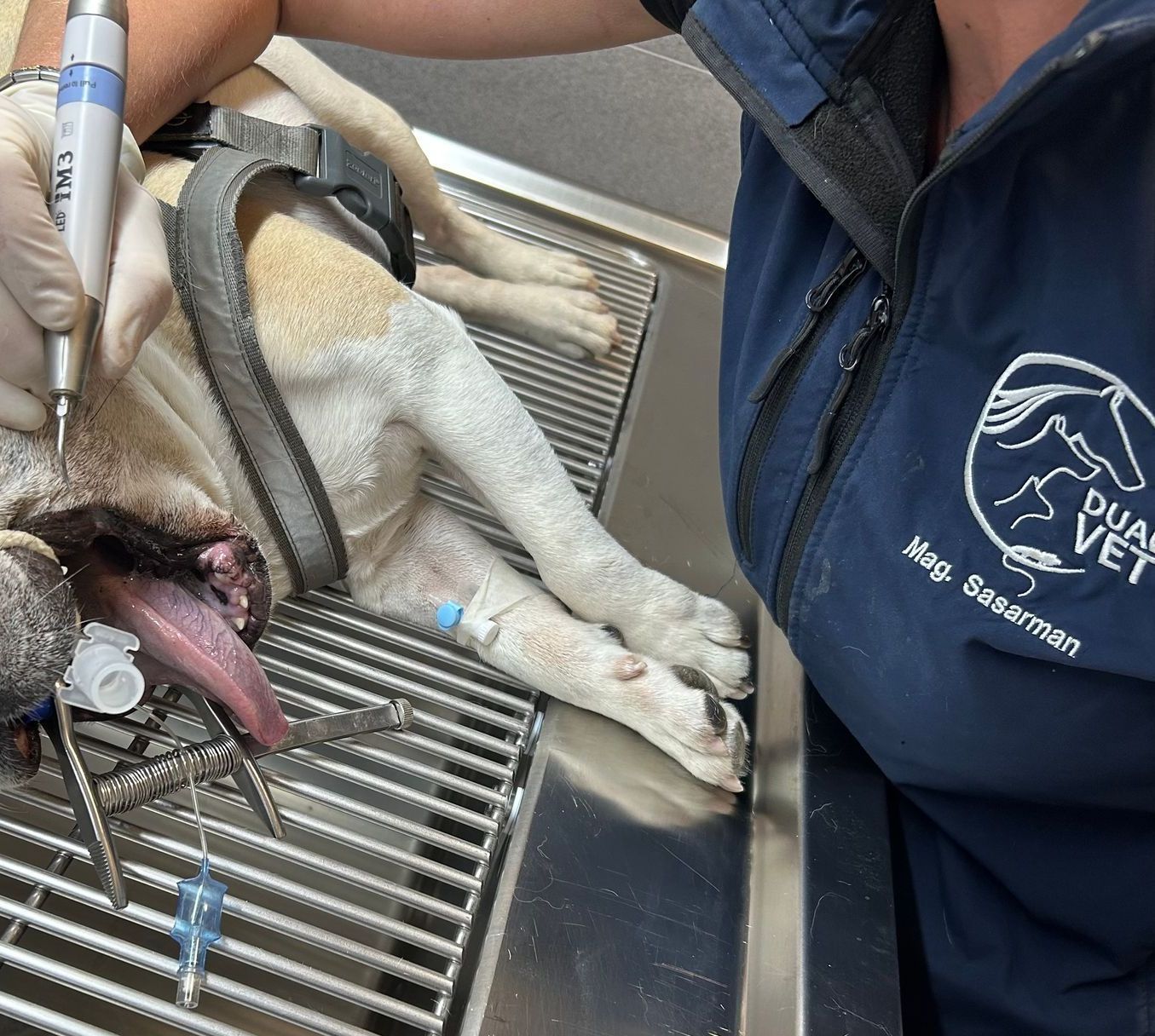 Zahnbehandlung Hund