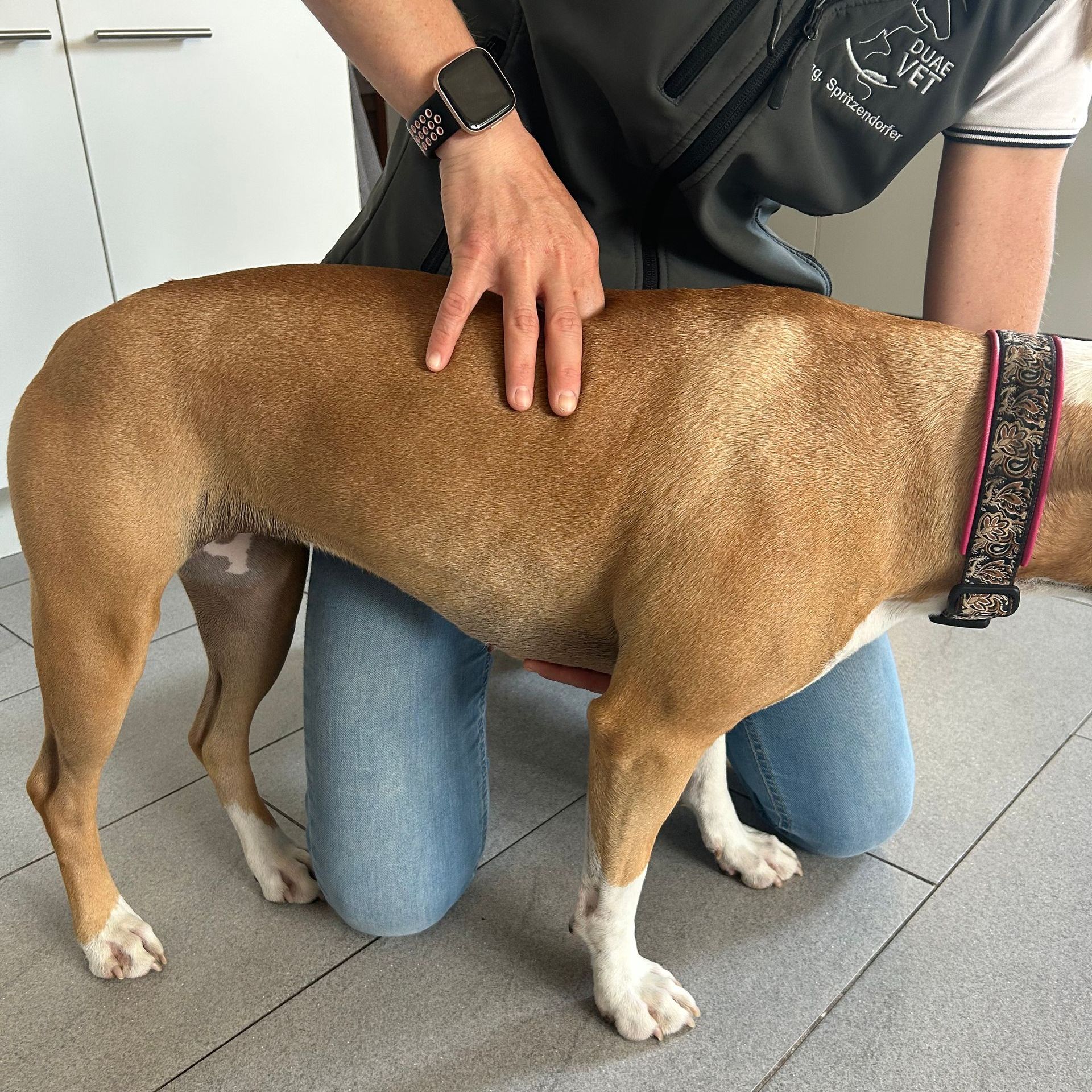 Chiropraktik Hund