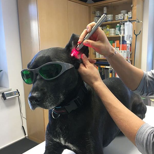 Lasertherapie Hund