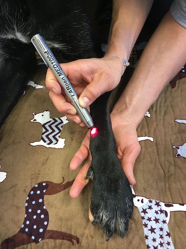 Lasertherapie Hund