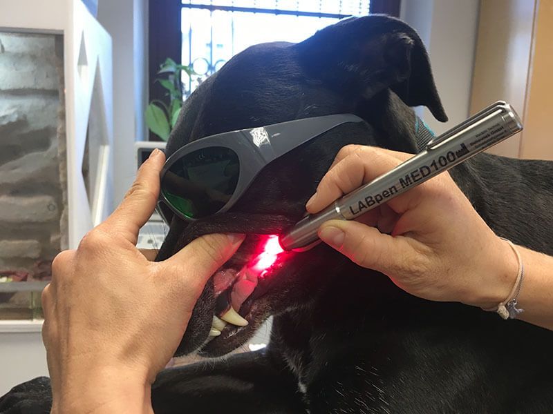 Lasertherapie Hund