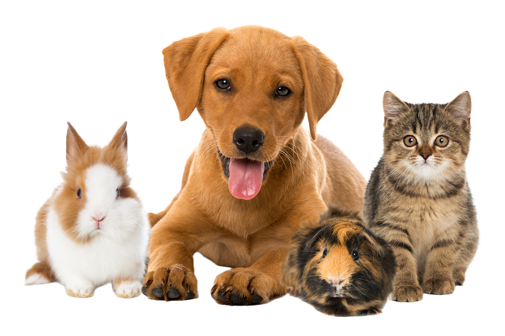 Kaninchen, Hund, Meerschweinchen, Katze