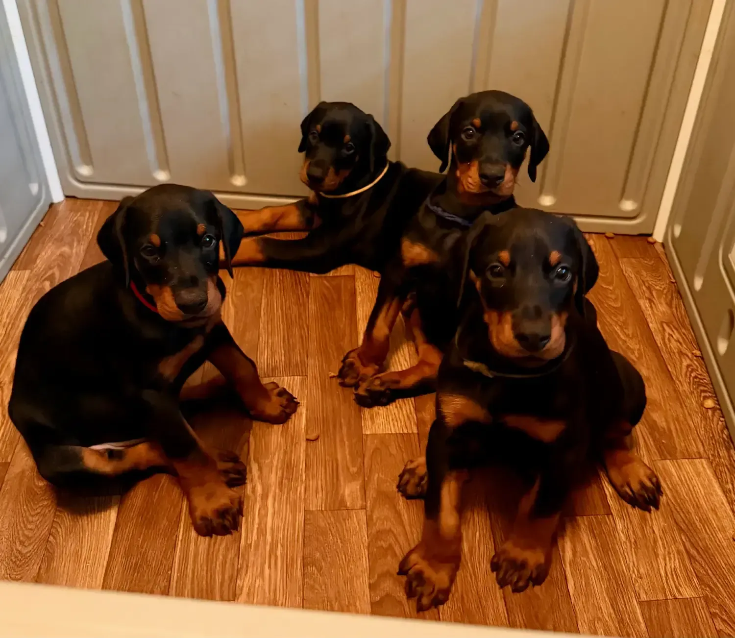 Litter of Doberman, Great Dane, and Belgian Malinois puppies resting in a sunny kennel
