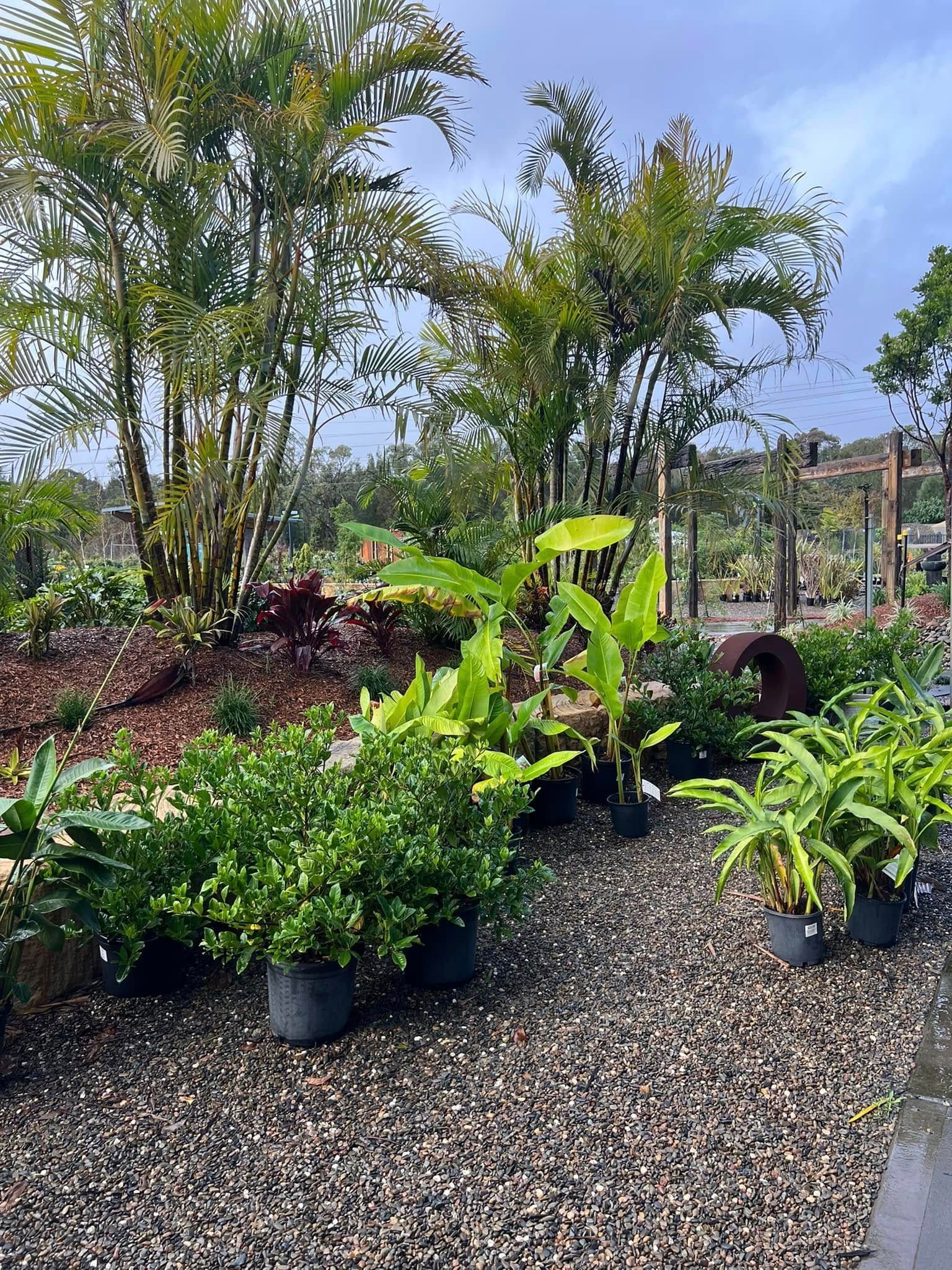 Plants in Pots Arranged on Gravel at A Nursery — Port Landscape Supplies in Port Macquarie, NSW