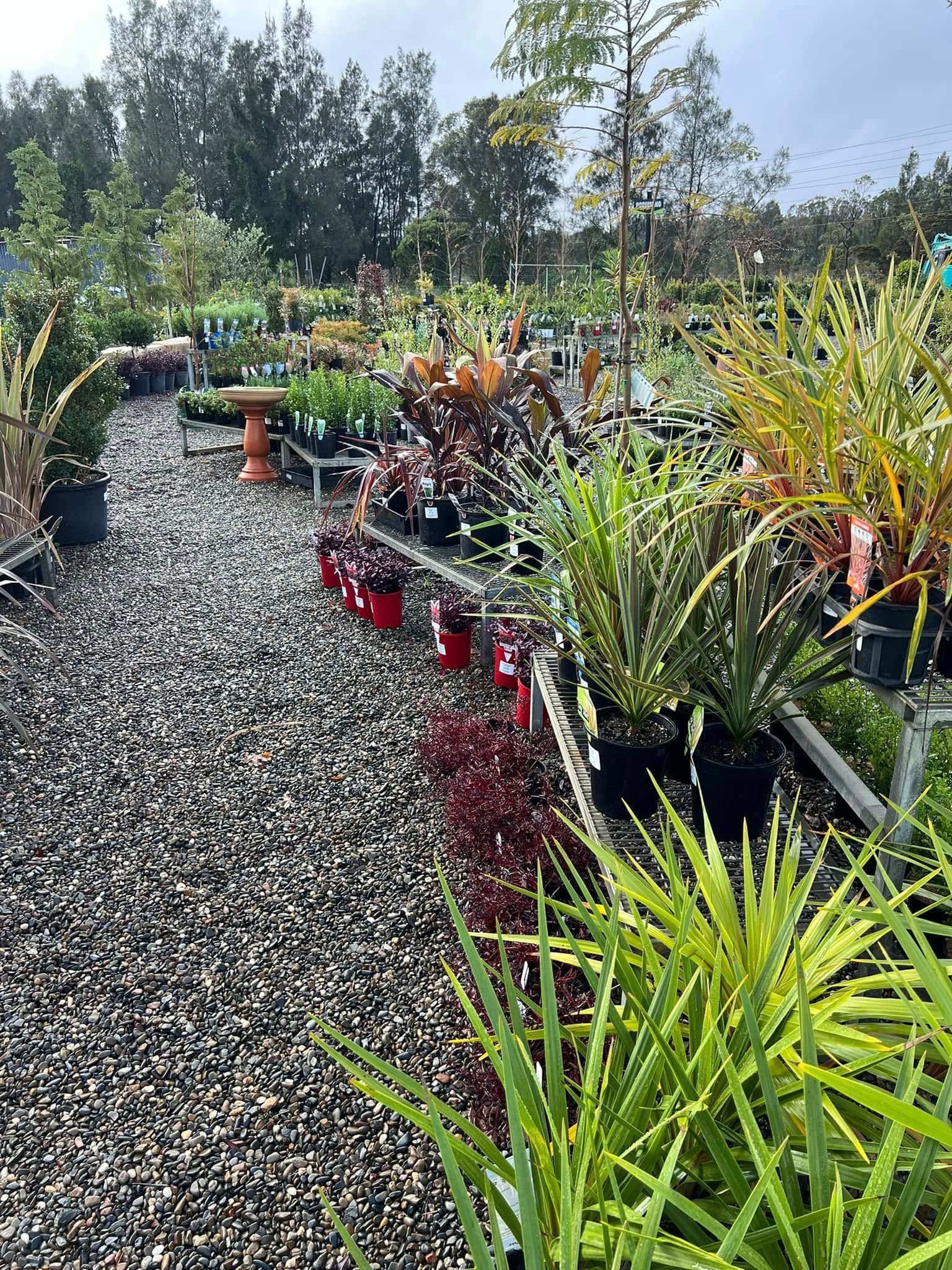 A Garden Center with Rows of Plants and A Gravel Path — Port Landscape Supplies in Port Macquarie, NSW