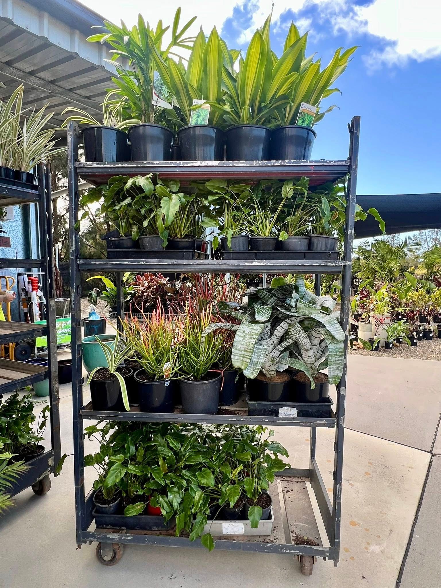 Metal Shelving Unit Filled with Potted Plants at An Outdoor Garden Center — Port Landscape Supplies in Port Macquarie, NSW