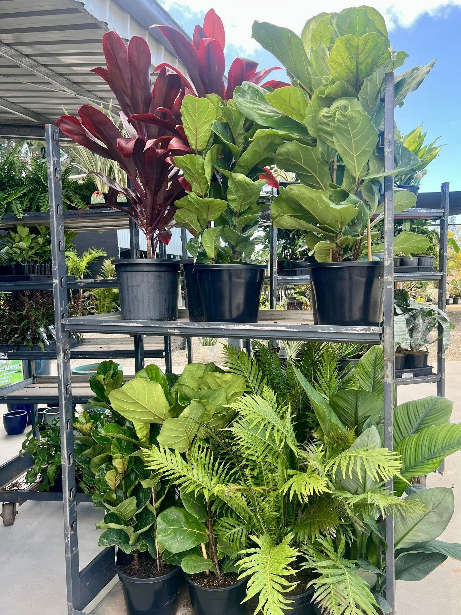Plants In Black Pots Arranged On A Metal Rack With Green and Red Foliage — Port Landscape Supplies in Port Macquarie, NSW
