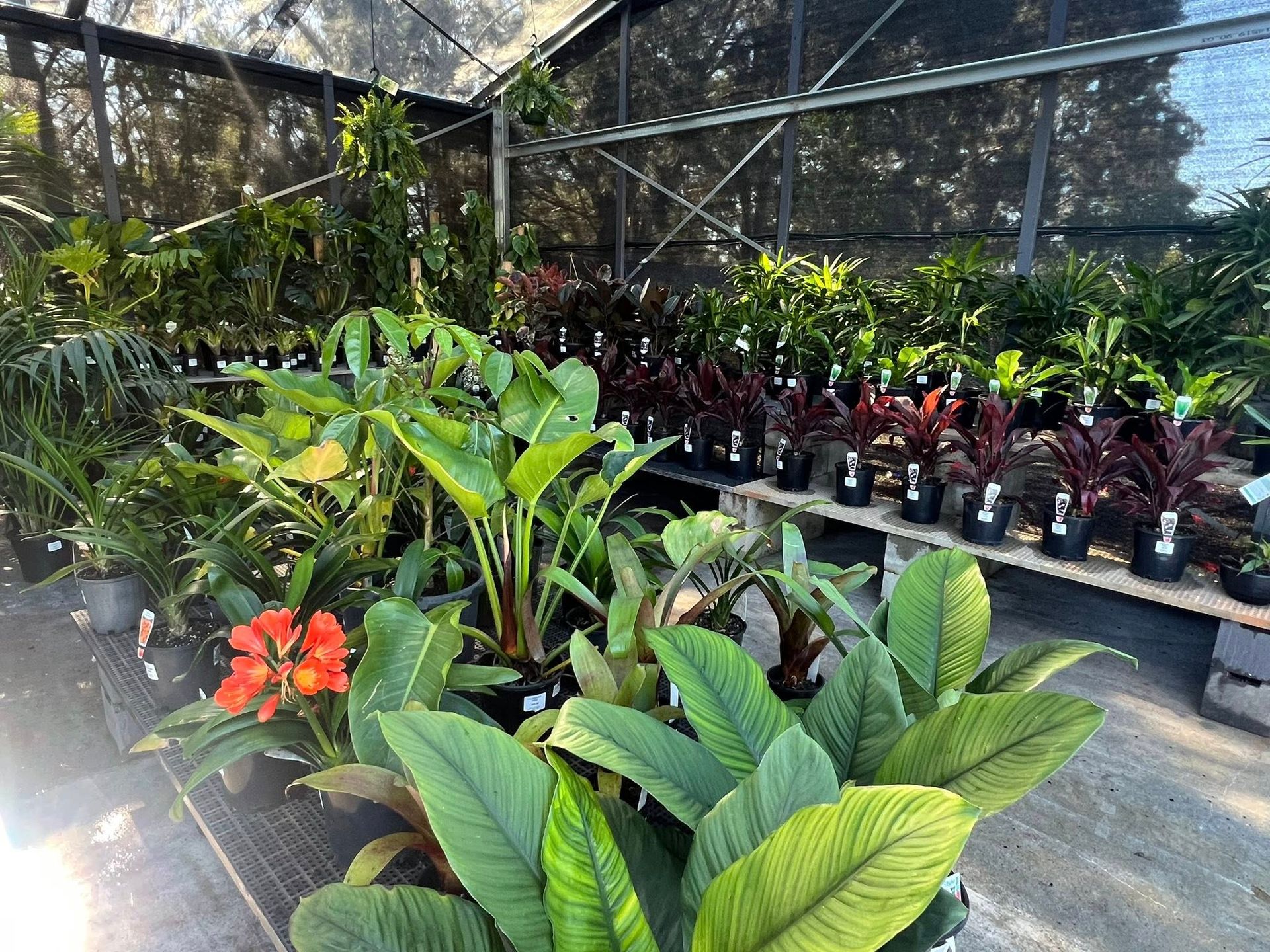 Greenhouse Filled with Various Potted Plants, Including Large-Leafed — Port Landscape Supplies in Port Macquarie, NSW