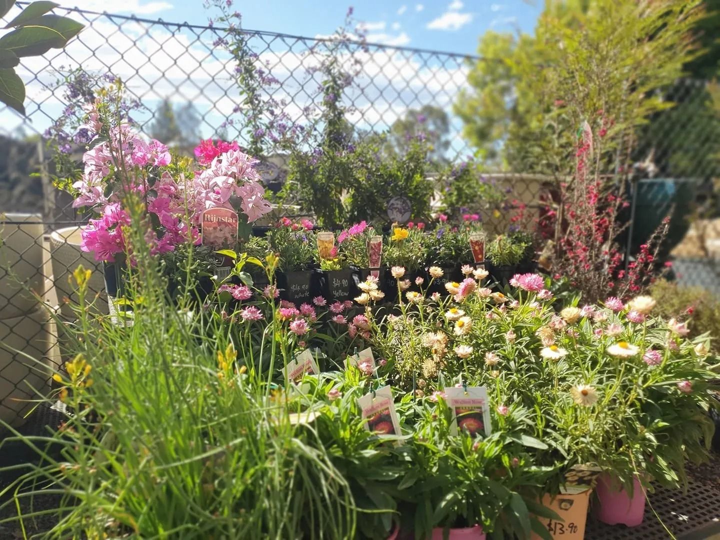 Assortment Of Colourful Flowers In Pots, Displayed Outside Near A Chain-Link Fence — Port Landscape Supplies in Laurieton, NSW