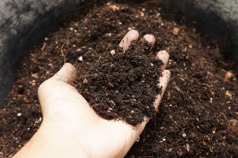 Hand Holding Dark, Rich Soil, Likely for Gardening, in A Container — Port Landscape Supplies in Port Macquarie, NSW