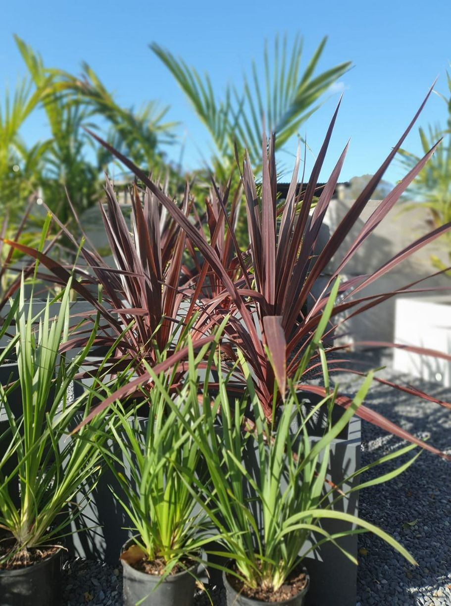 Potted Plants With Spiky Leaves in Shades of Red and Green — Port Landscape Supplies in Port Macquarie, NSW