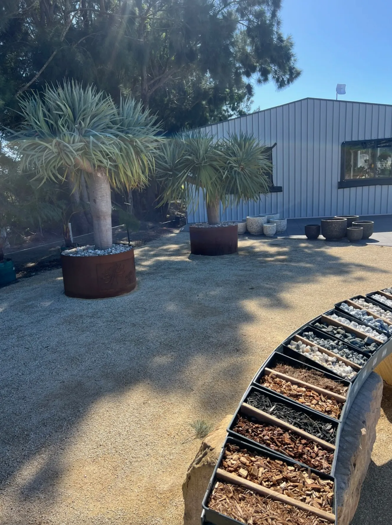 Two Trees With Bulbous Trunks in Rusted Metal Planters — Port Landscape Supplies in Port Macquarie, NSW
