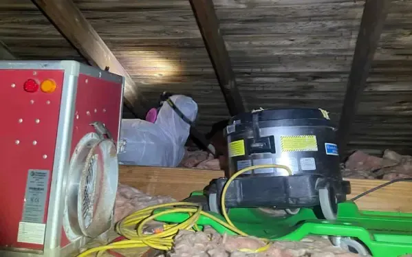 Attic mold inspection 4