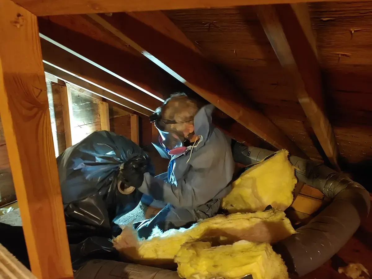 Attic mold remediation 3