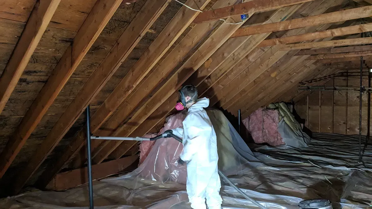 Attic mold remediation 4