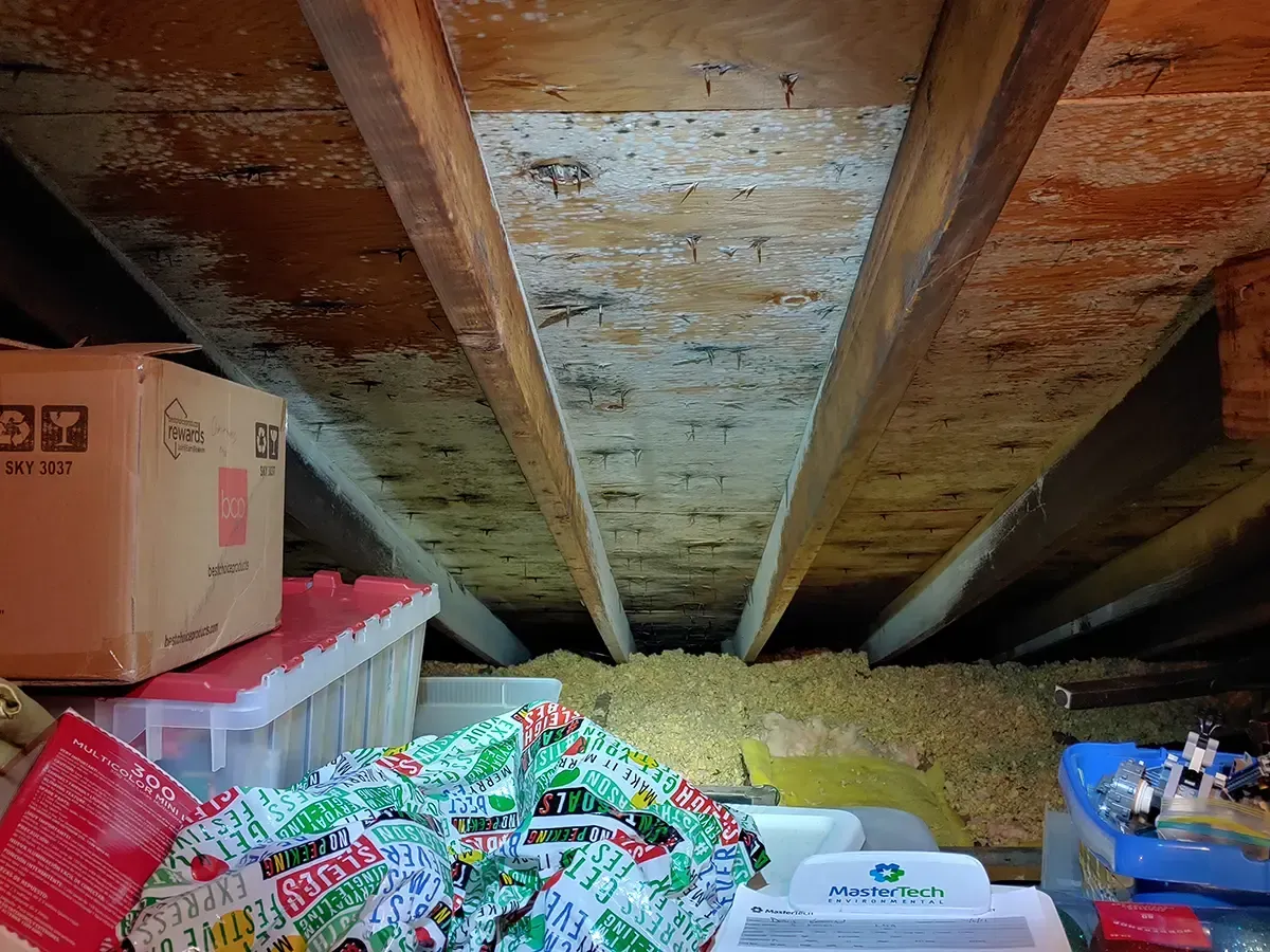 Mold inspection Myrtle Beach 4