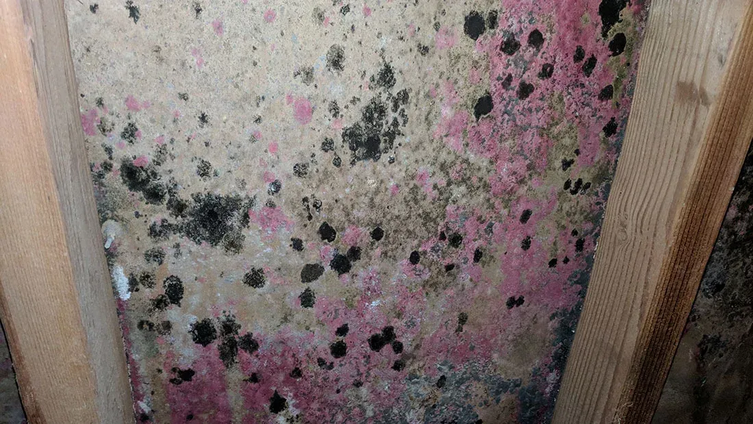 Mold remediation Myrtle Beach