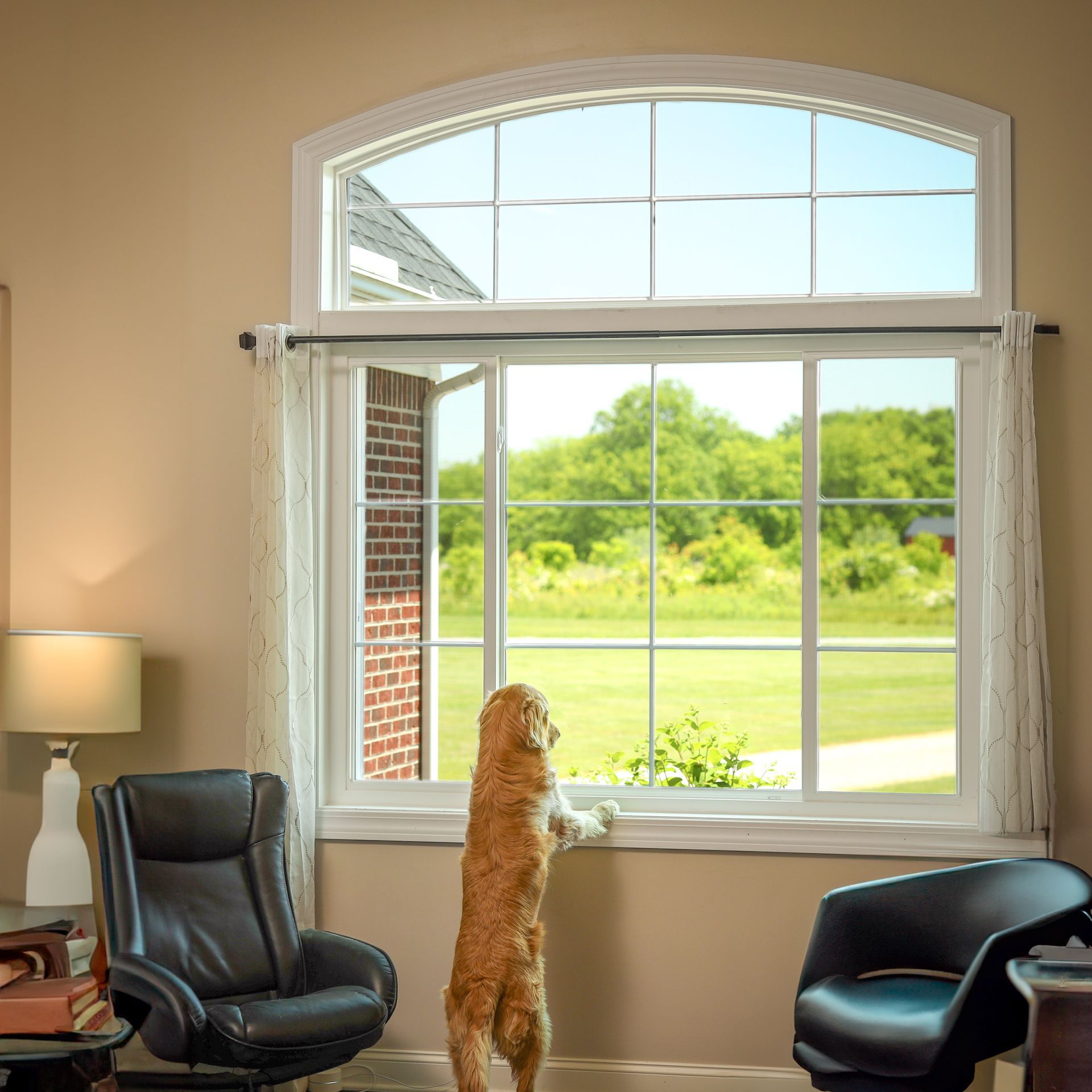 Golden retriever stands at an open window, looking outside. White framed window, brick wall visible.