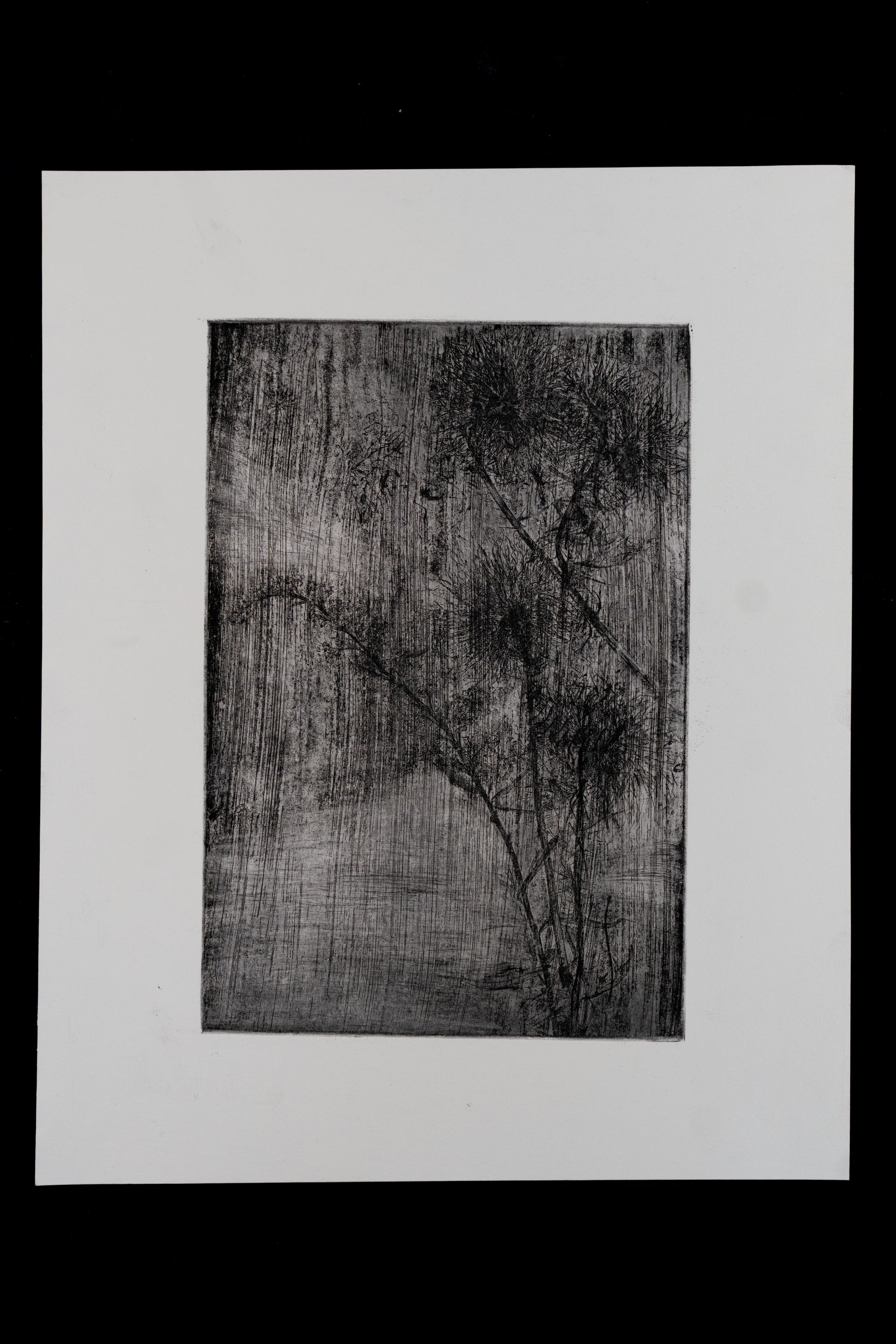 Monochromatic print of a tree silhouette with textured background, mounted on white paper.