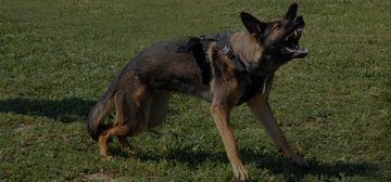legal representation for negligent animals attacks in Kenner, LA