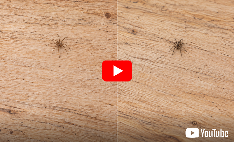 Two small spiders on a light wooden surface with a red YouTube play icon in the center.