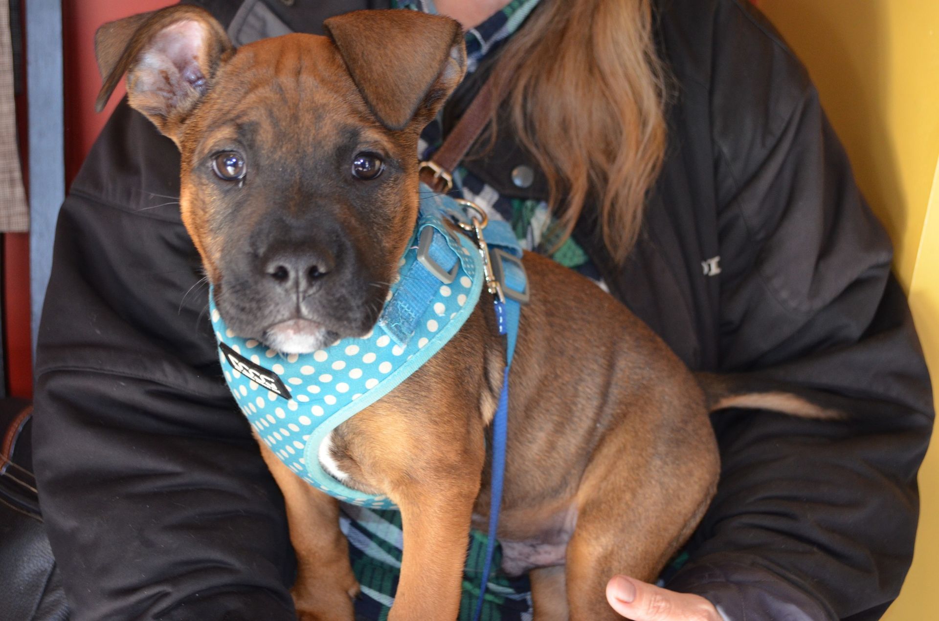 Small Brown Dog Wearing a Blue Harness — Sandy Bay, TAS — Sandy Bay Holistic Vet