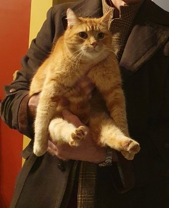 Man Holding a Large Orange Cat — Sandy Bay, TAS — Sandy Bay Holistic Vet