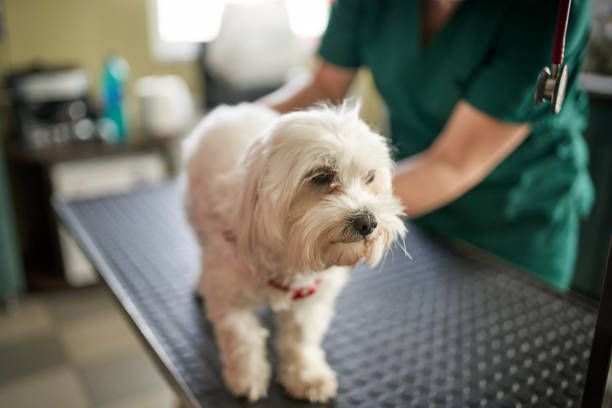 Small White Dog at the Vet Clinic — Sandy Bay, TAS — Sandy Bay Holistic Vet