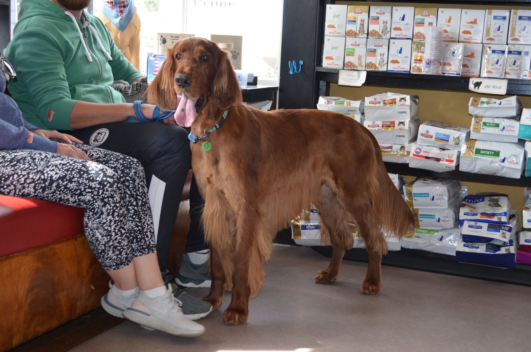 Large Brown Dog in Vet Clinic — Sandy Bay, TAS — Sandy Bay Holistic Vet