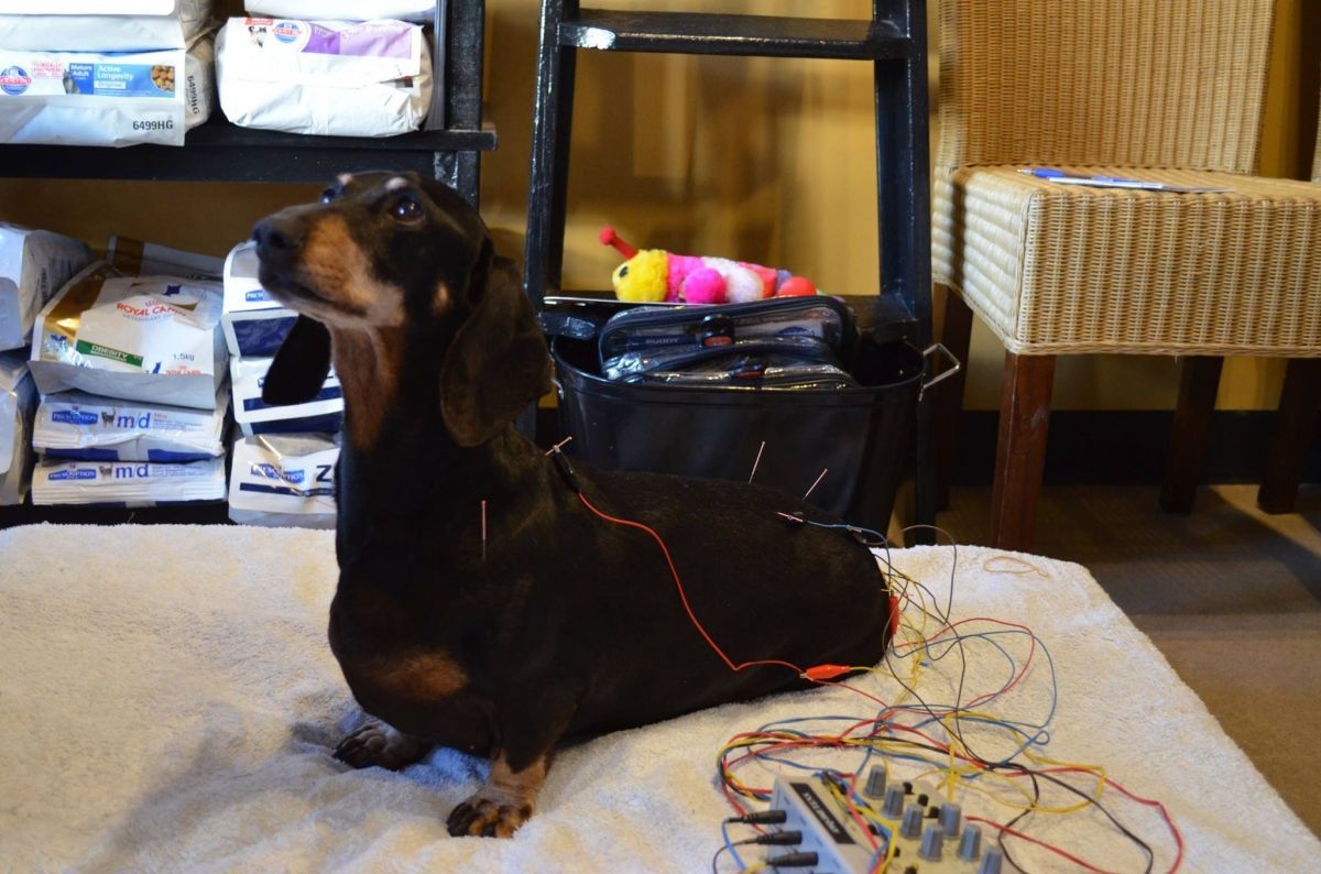 Dachshund Laying on a Towel — Sandy Bay, TAS — Sandy Bay Holistic Vet