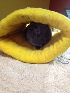 Guinea Pig — Sandy Bay, TAS — Sandy Bay Holistic Vet